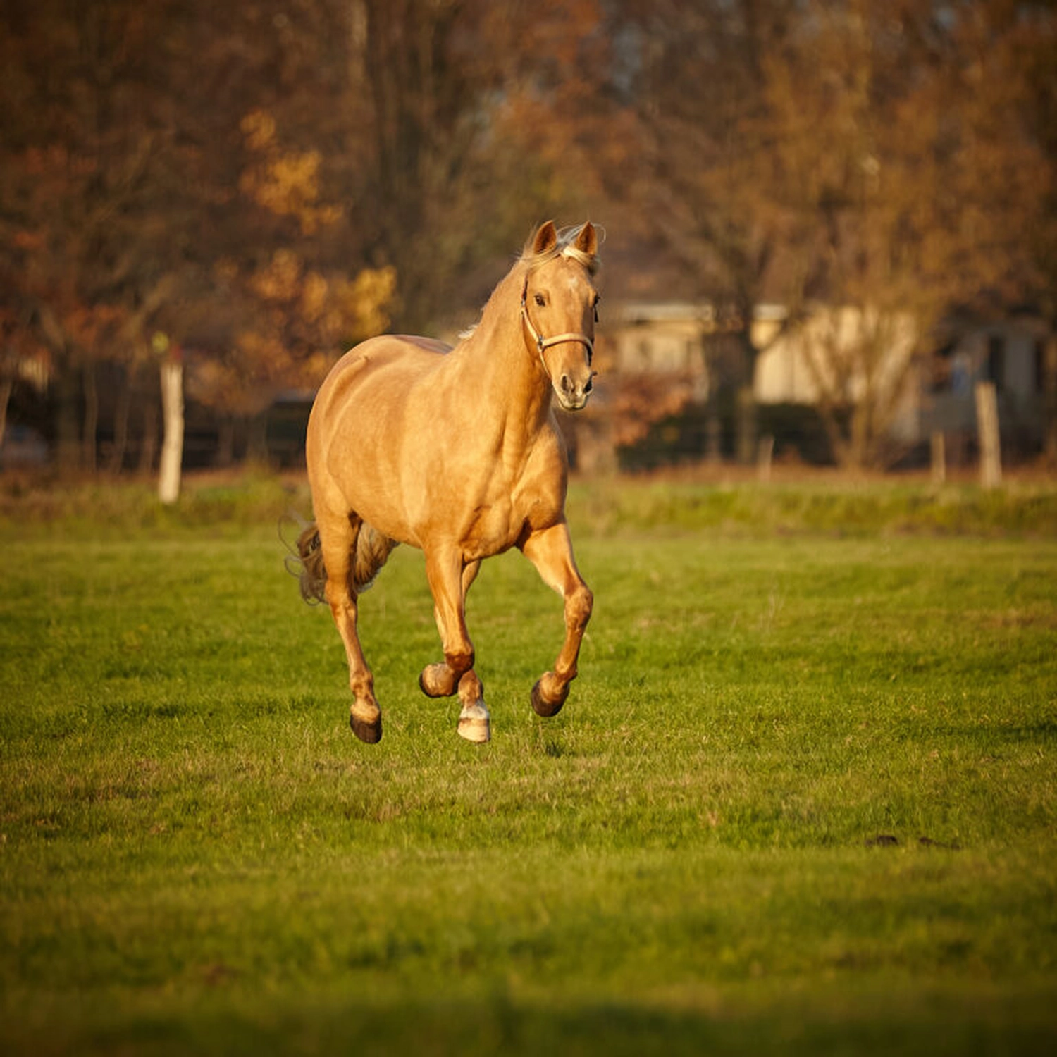 Bauer Zorn - Der Hofladen - Pferd