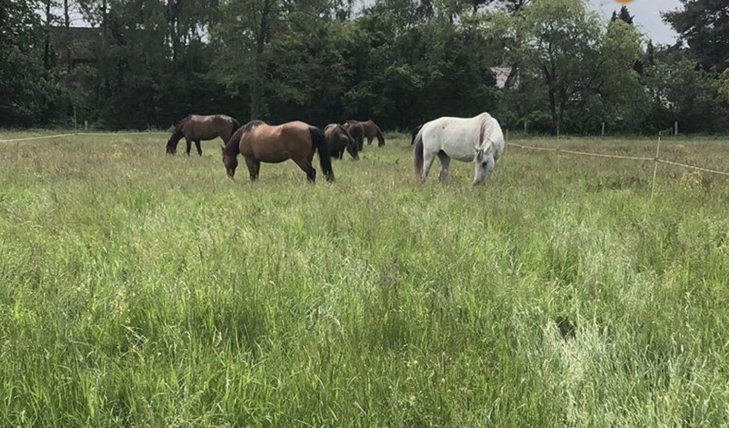 Bauer Zorn - Der Hofladen - Pferde auf dem Bauernhof