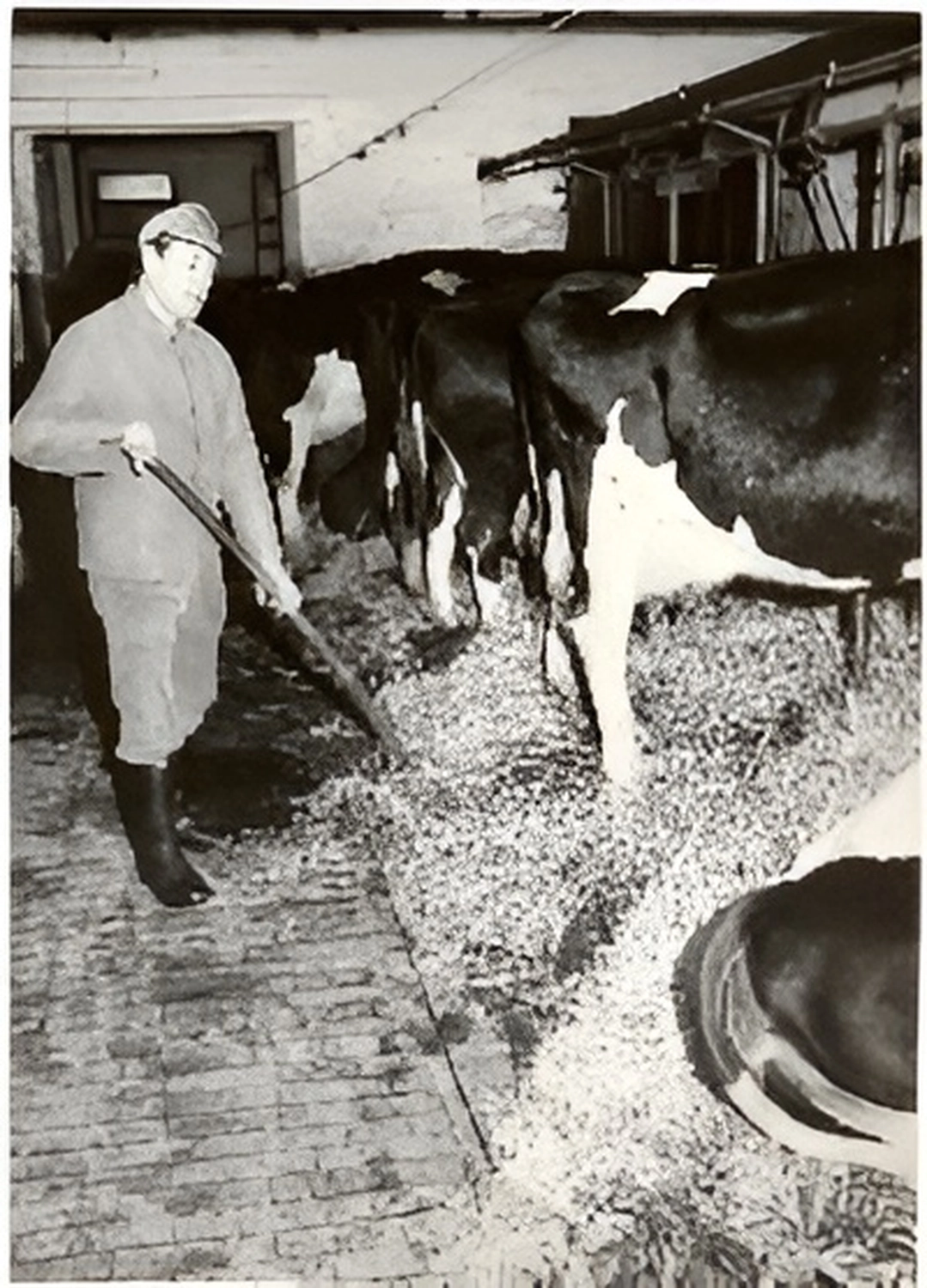 Bauer Zorn - Der Hofladen - Kuh