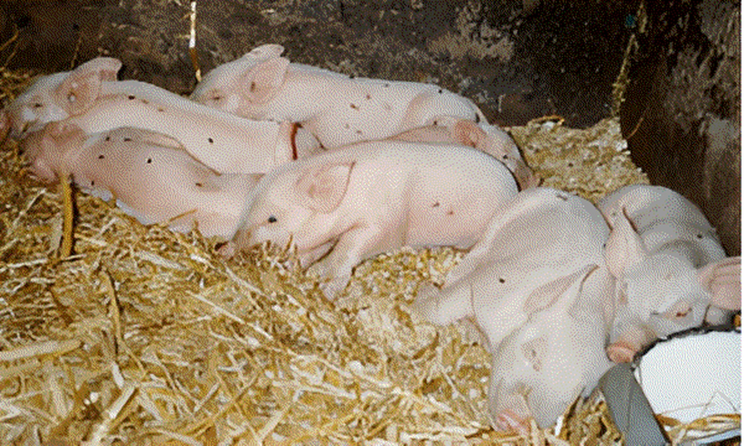 Bauer Zorn - Der Hofladen - Schweine im Bauernhof