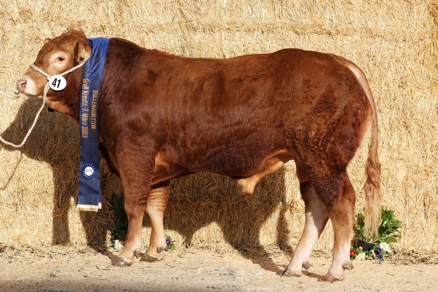 Bauer Zorn - Der Hofladen - Rinderzucht