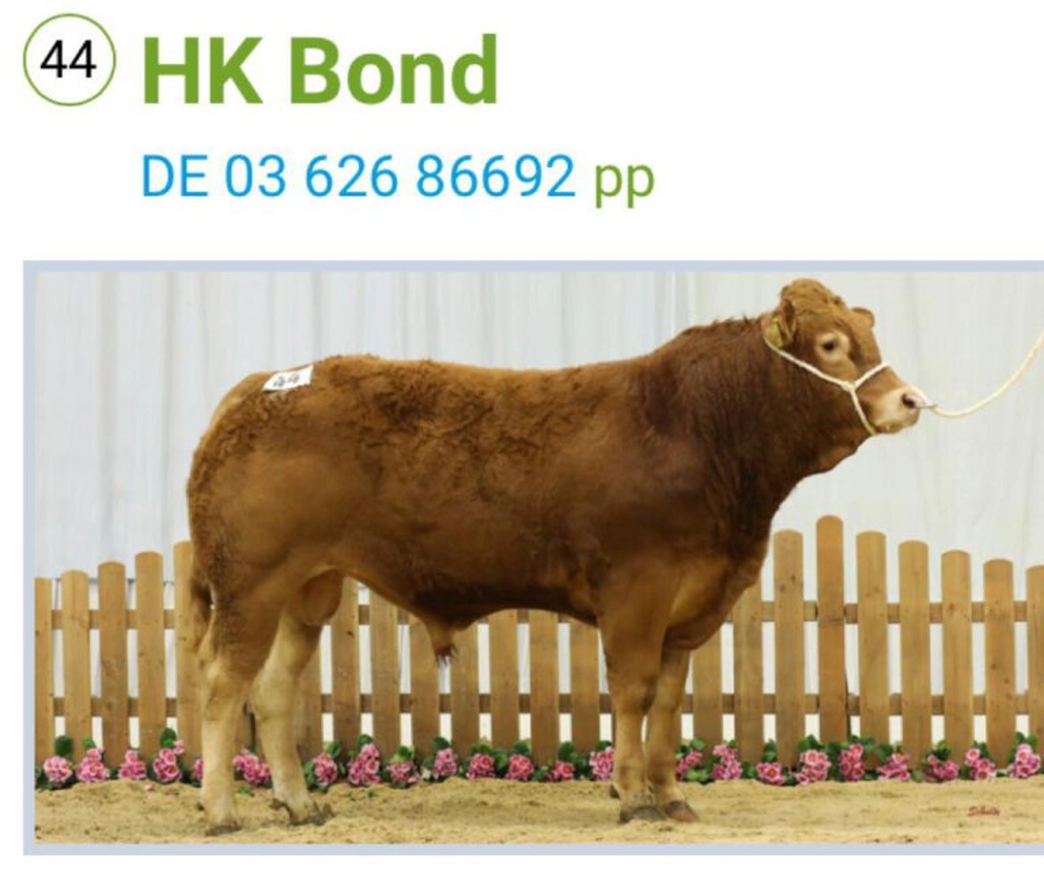 Bauer Zorn - Der Hofladen - Rinderzuchtkühe