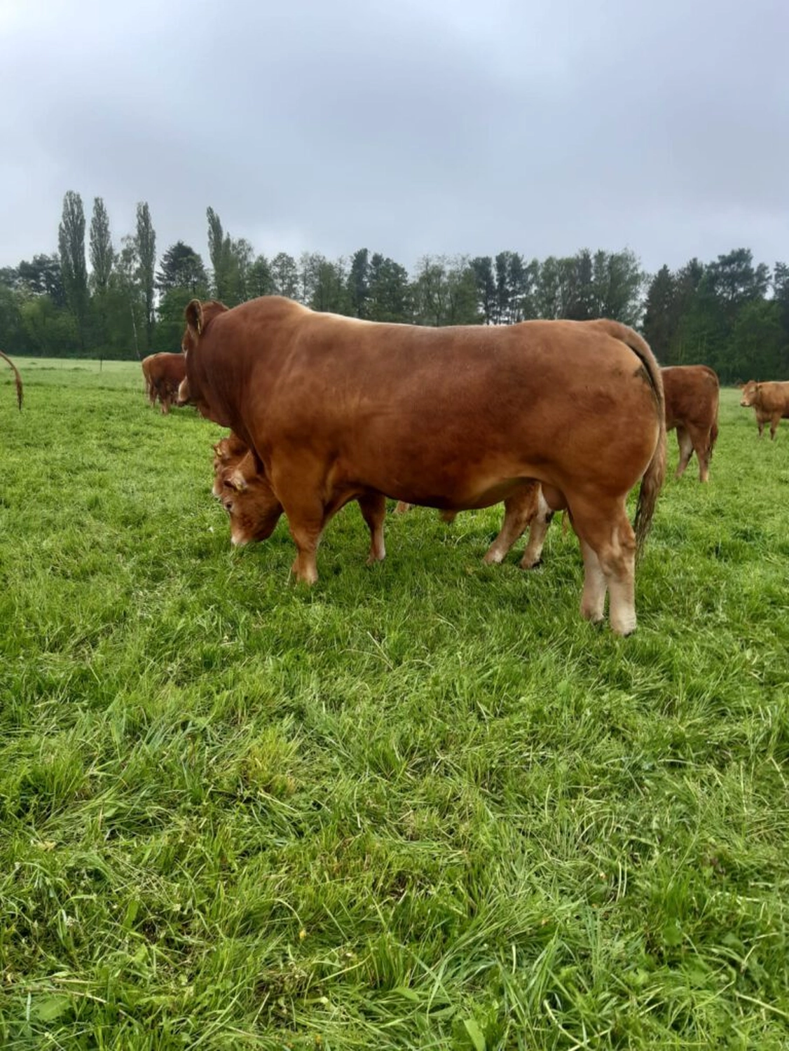 Bauer Zorn - Der Hofladen - Rinderzuchtkühe