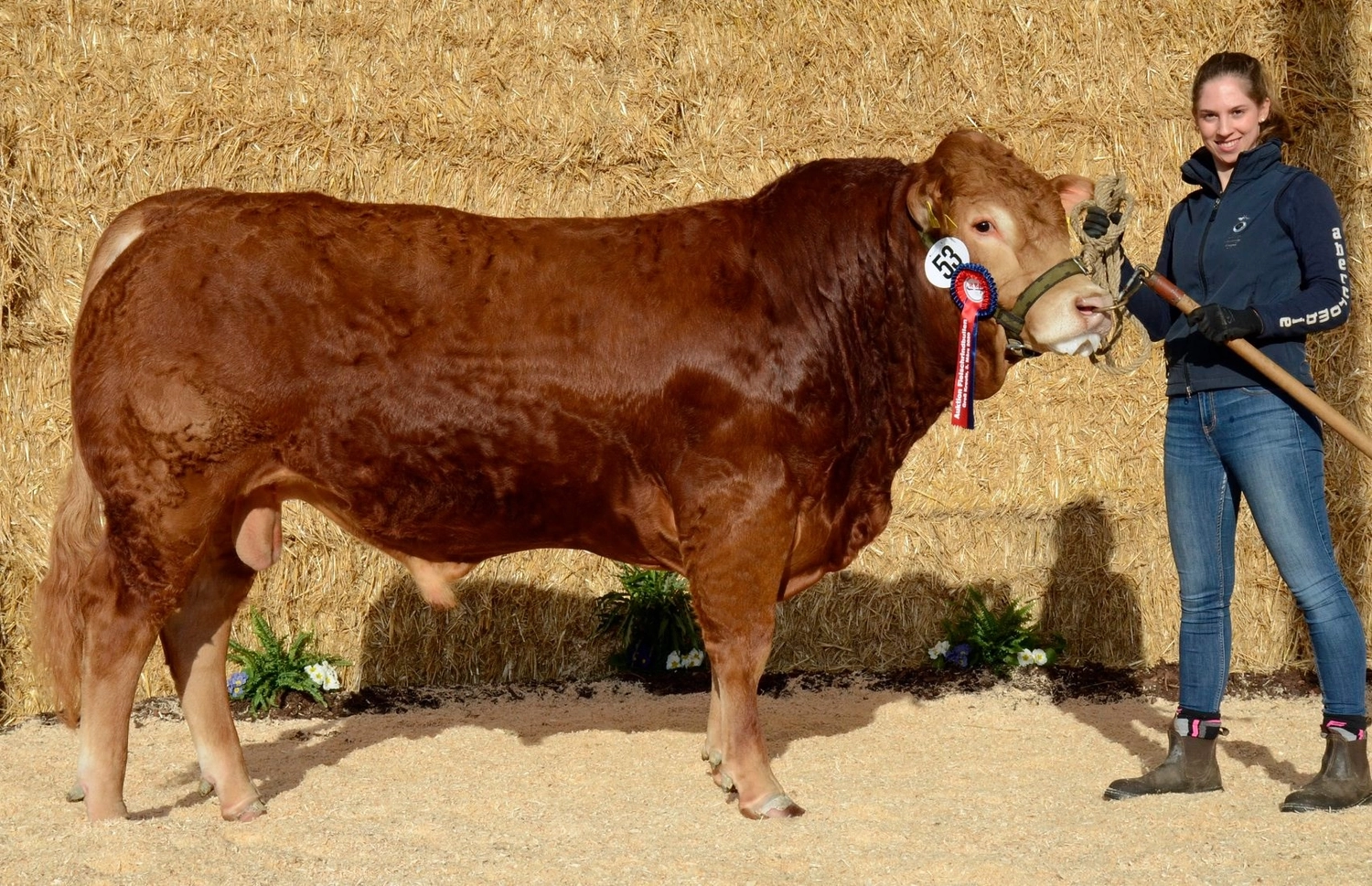 Bauer Zorn - Der Hofladen - Rinderzuchtkühe