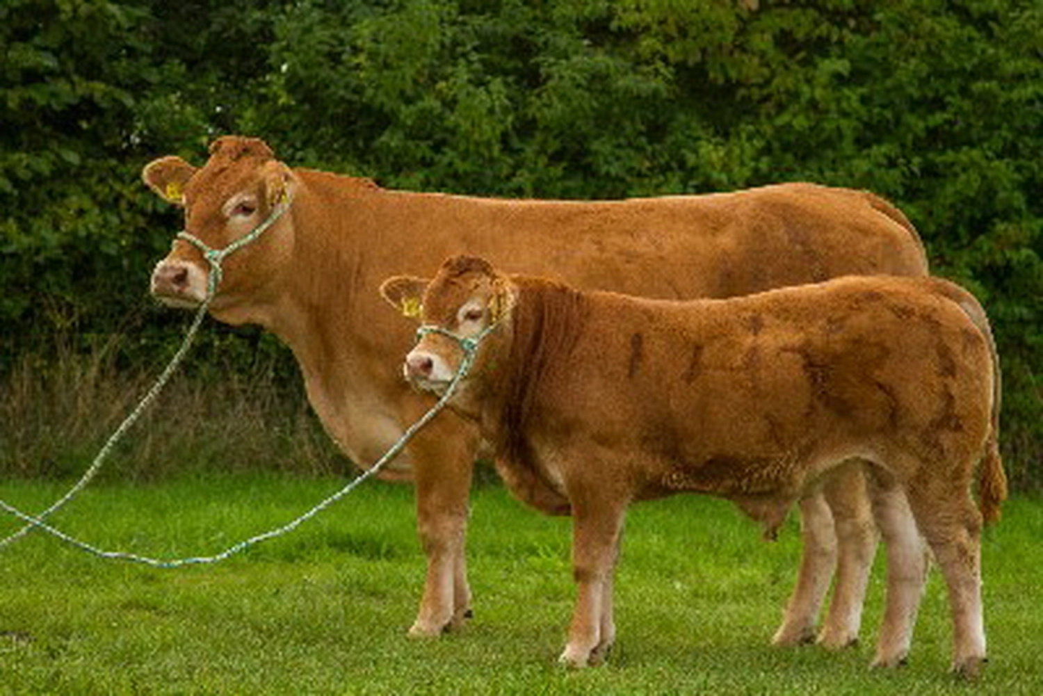 Bauer Zorn - Der Hofladen - Kuh mit Kalb