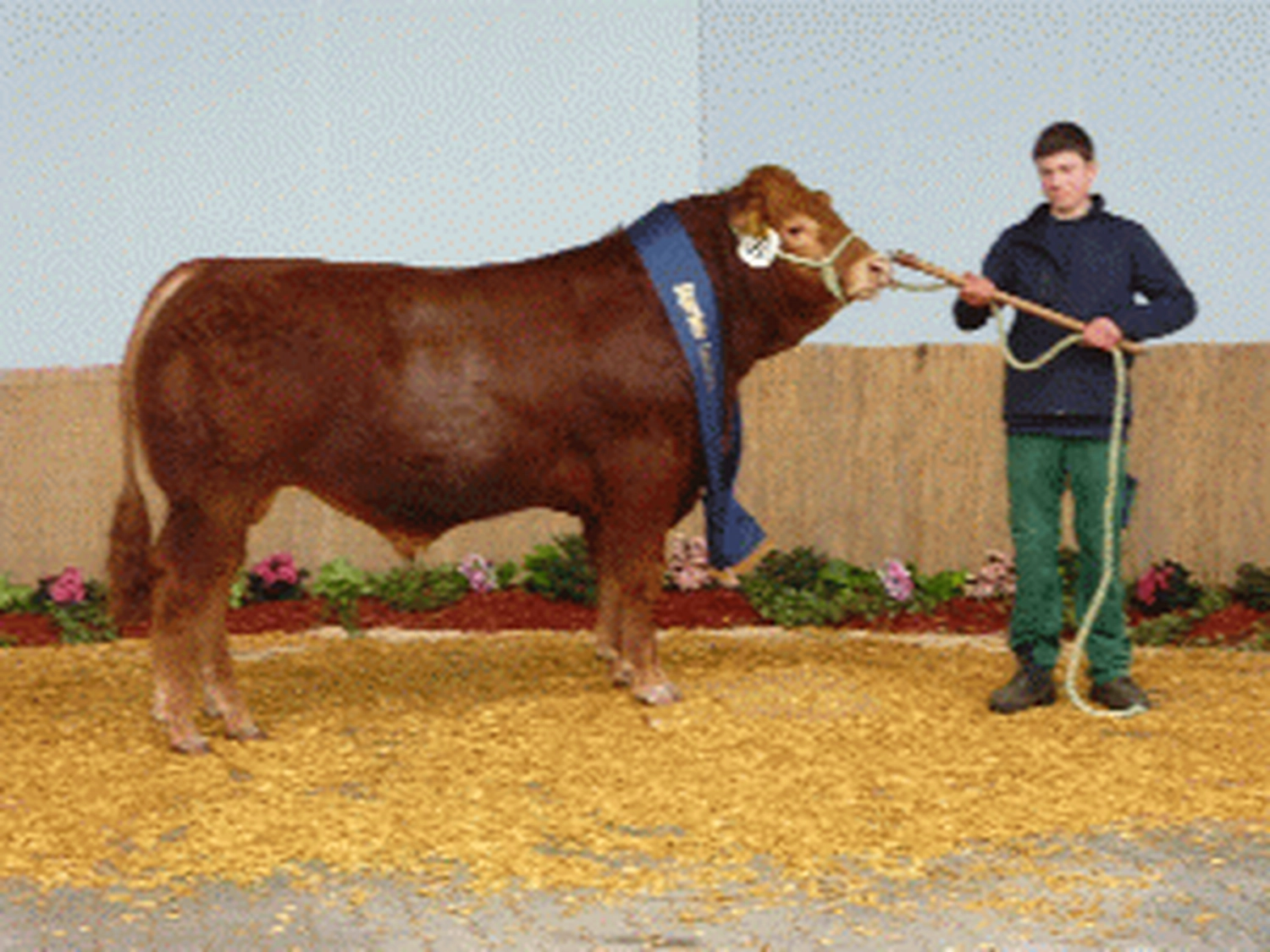 Bauer Zorn - Der Hofladen - Rinderzuchtkühe