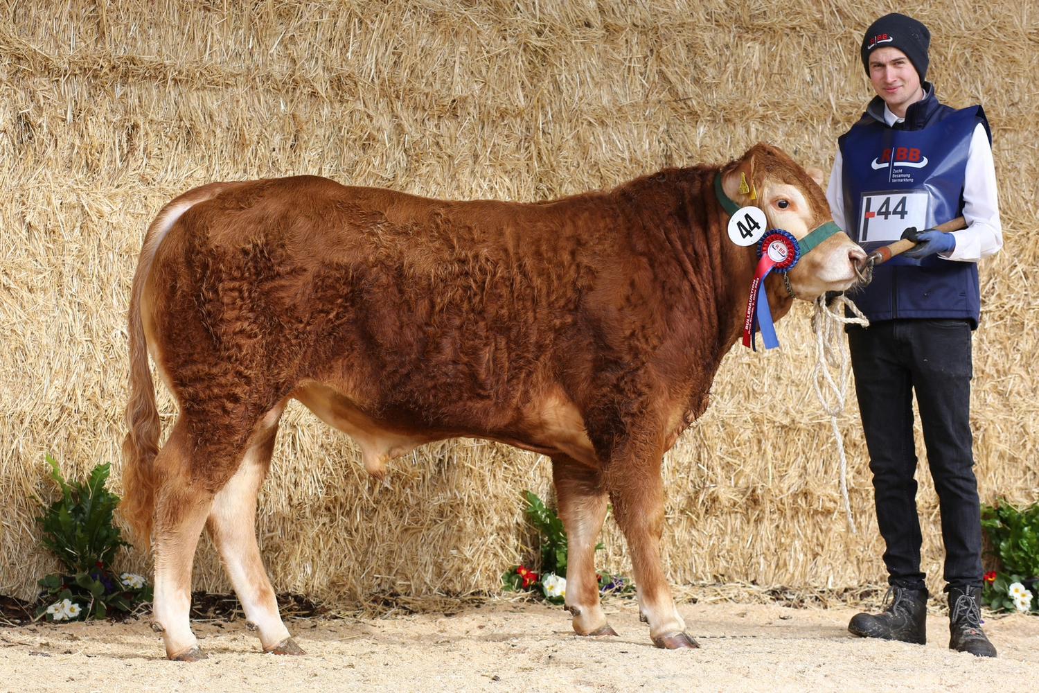 Bauer Zorn - Der Hofladen - Rinderzuchtkühe