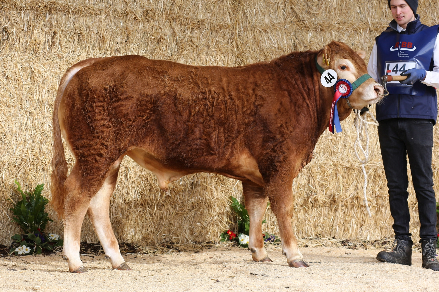 Bauer Zorn - Der Hofladen - Rinderzuchtkühe