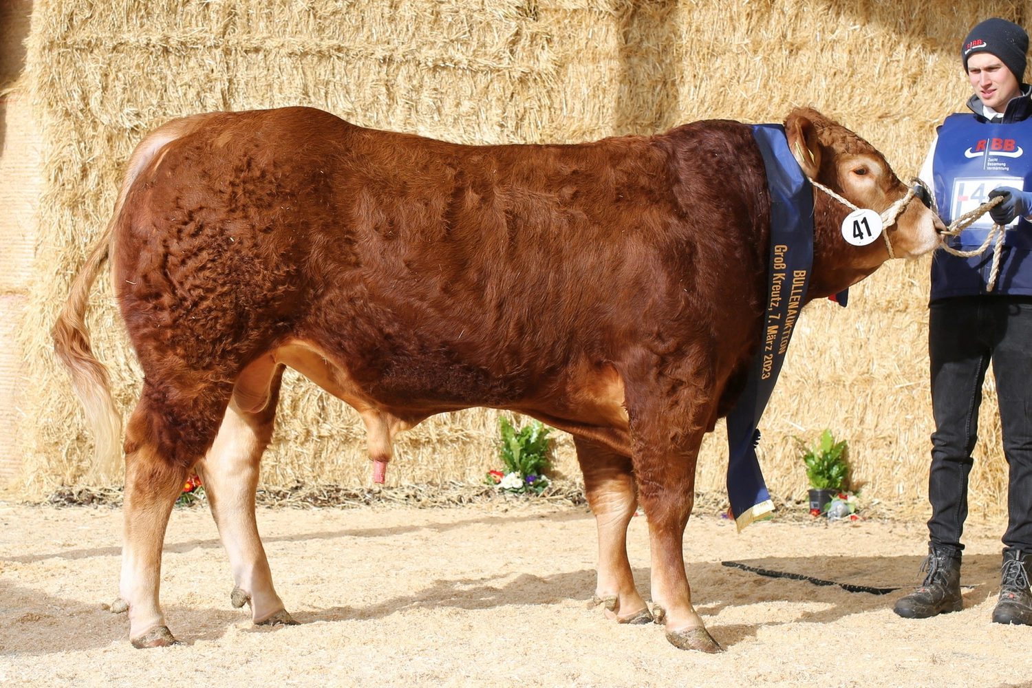 Bauer Zorn - Der Hofladen - Rinderzuchtkühe