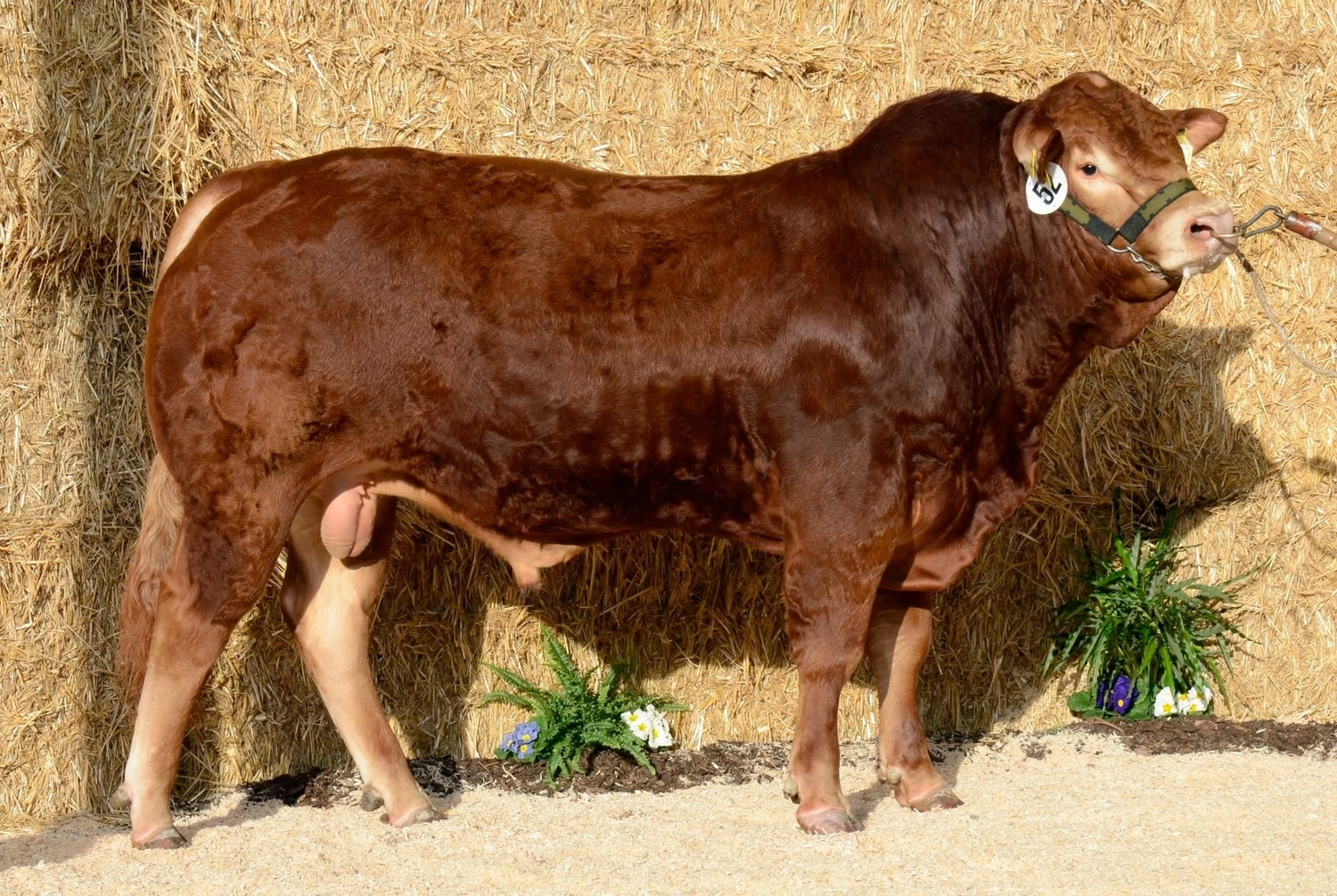 Bauer Zorn - Der Hofladen - Rinderzuchtkühe