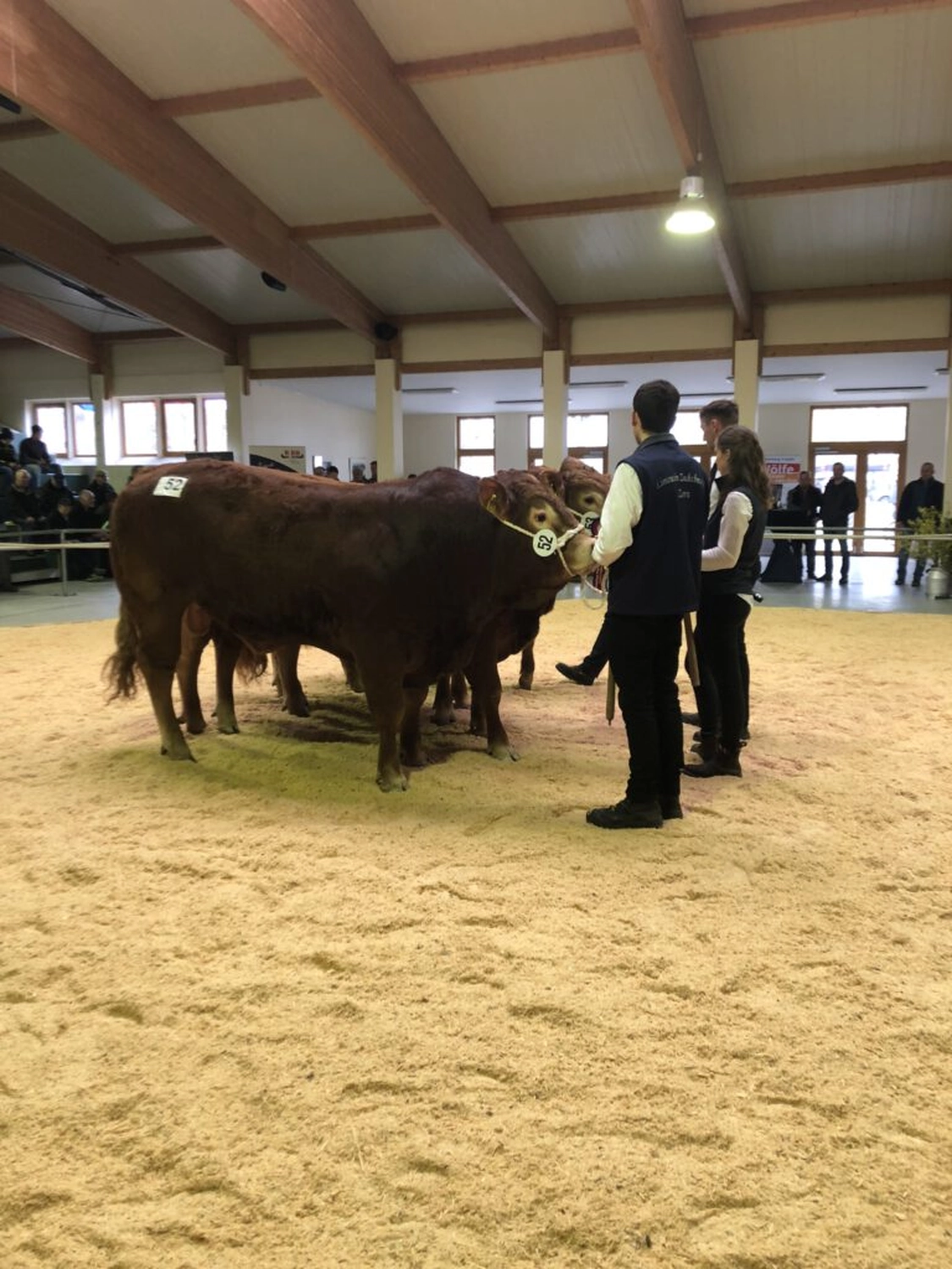 Bauer Zorn - Der Hofladen - Rinderzuchtkühe