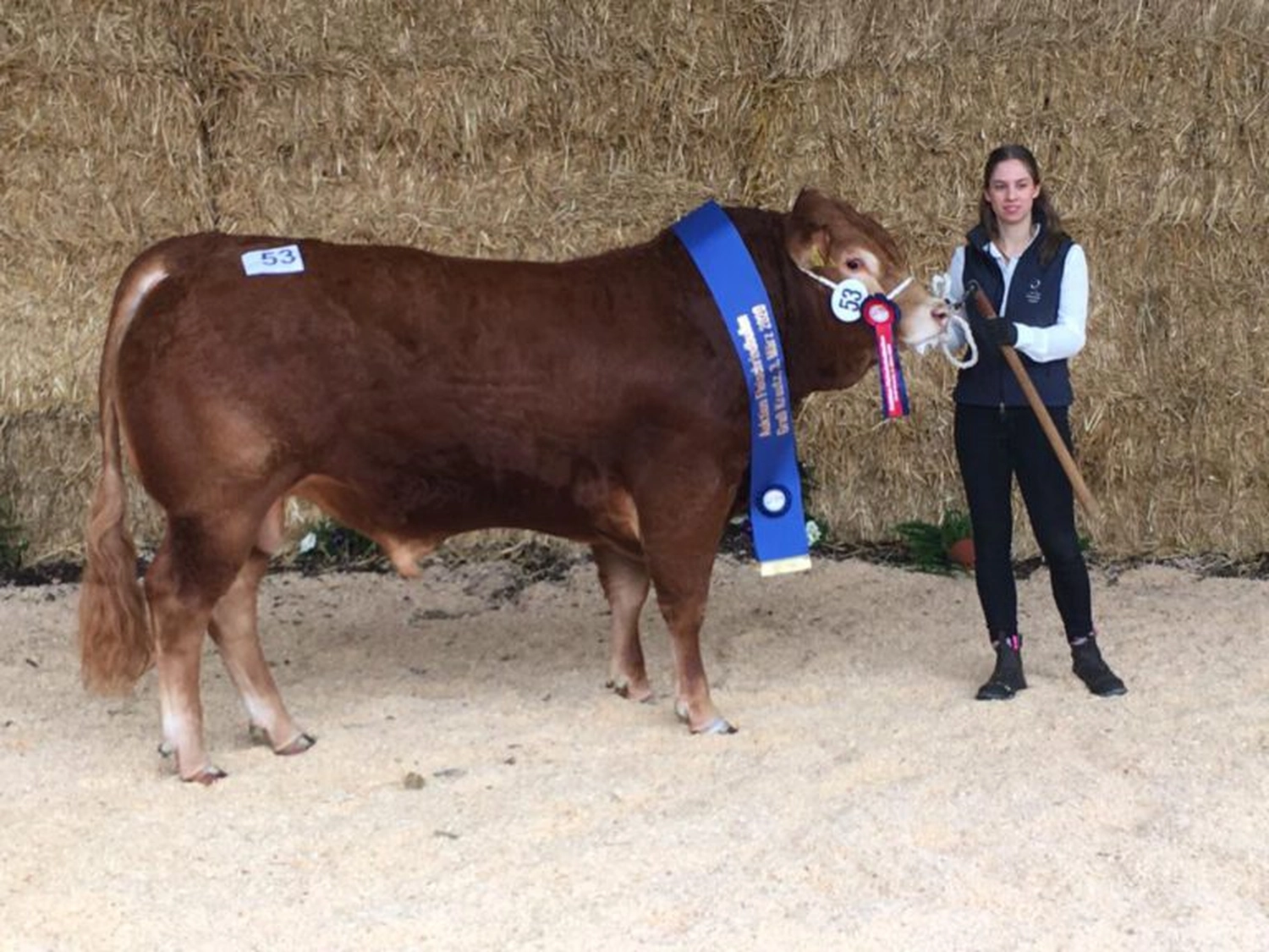 Bauer Zorn - Der Hofladen - Rinderzuchtkühe