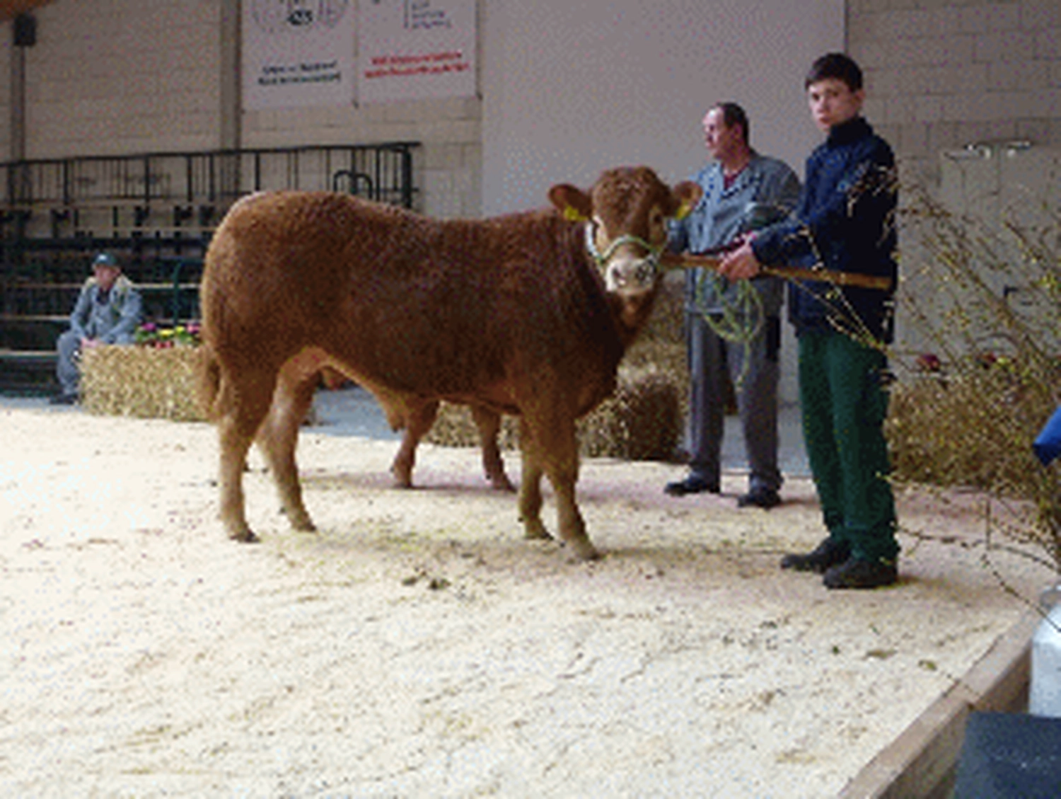 Bauer Zorn - Der Hofladen - Rinderzuchtbulle