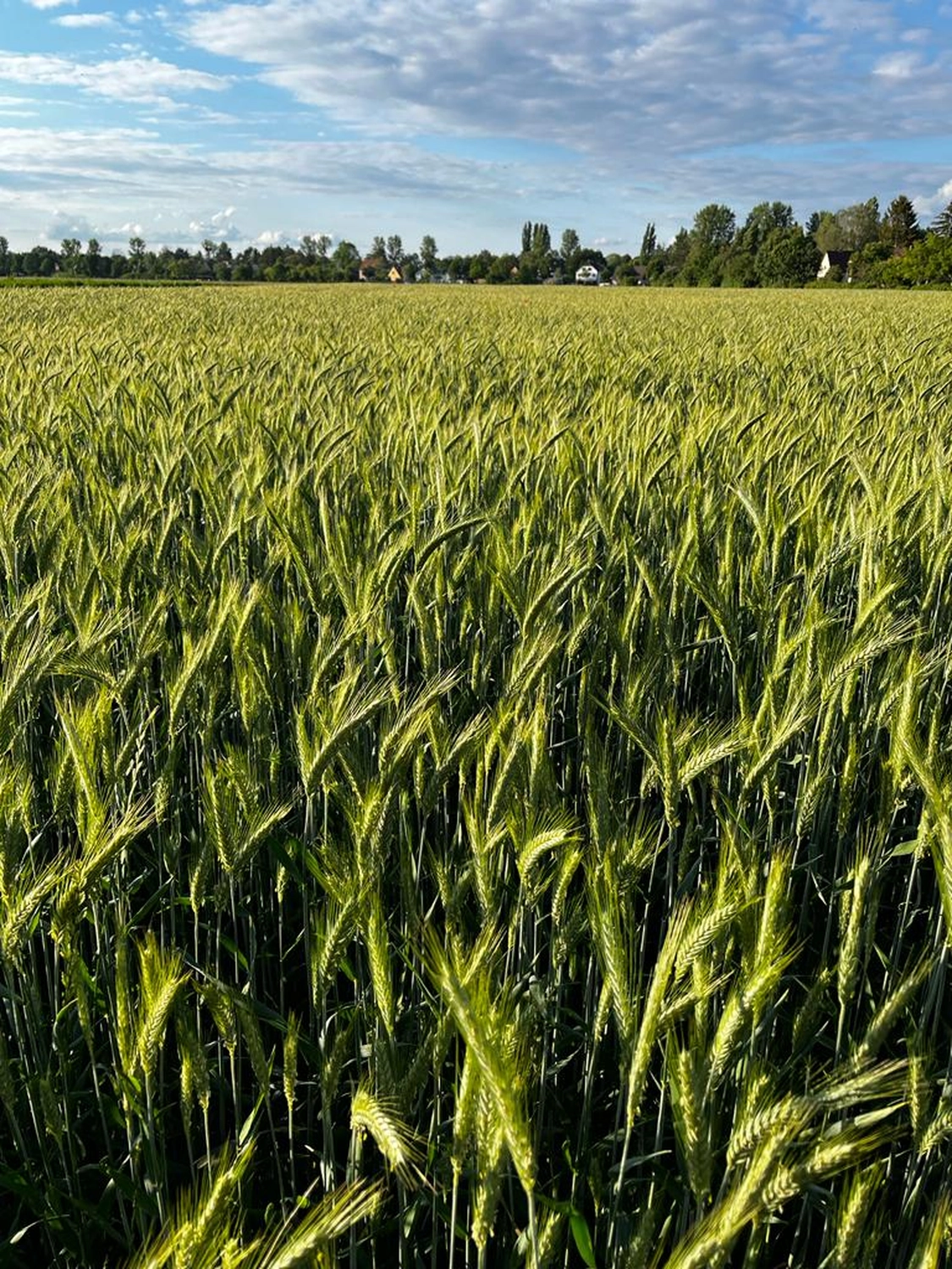 Bauer Zorn - Der Hofladen - Feld