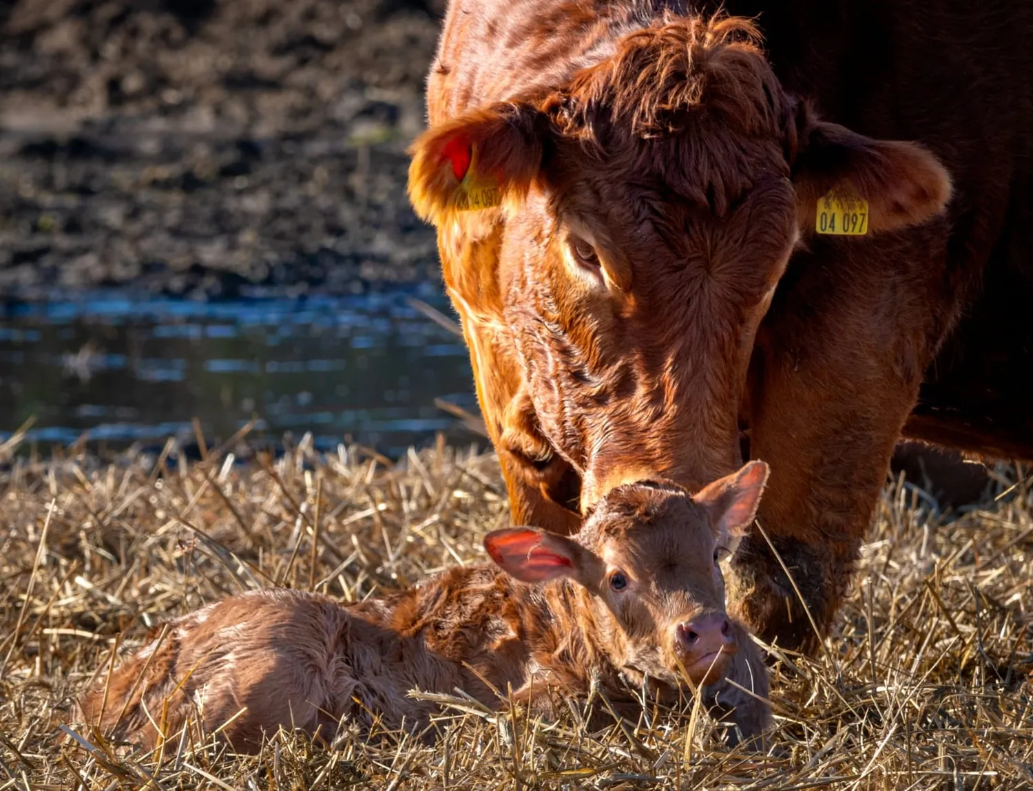 Bauer Zorn - Der Hofladen - Fleisch