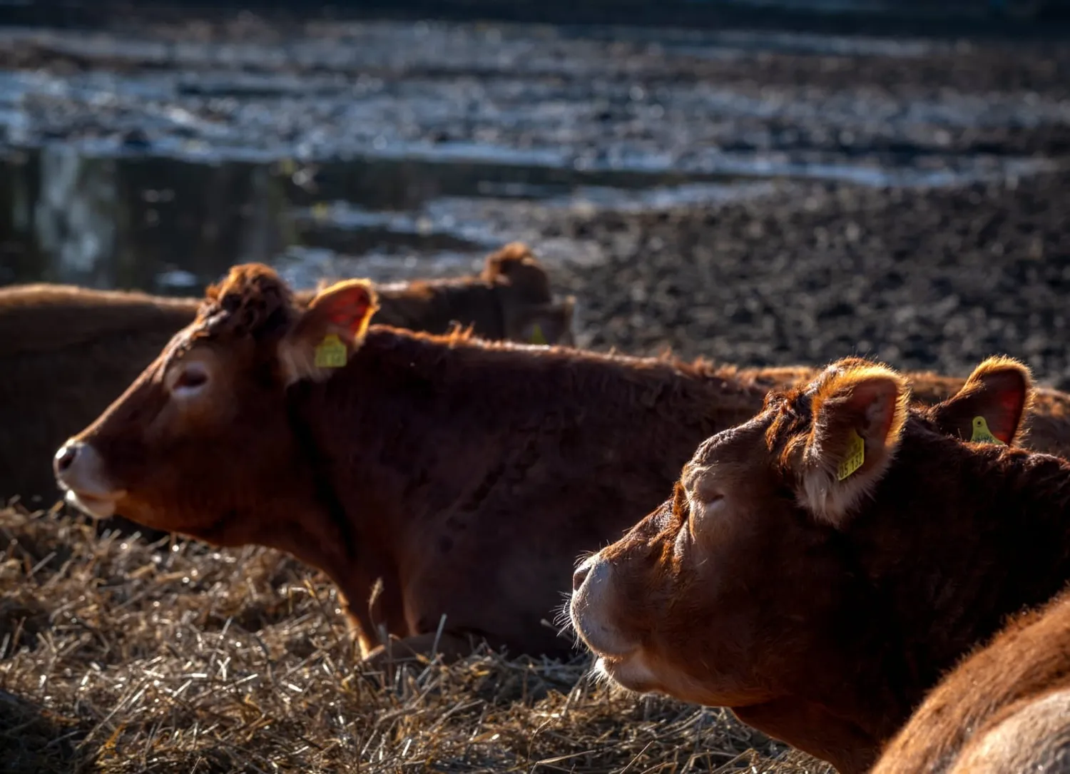 Bauer Zorn - Der Hofladen - Fleisch