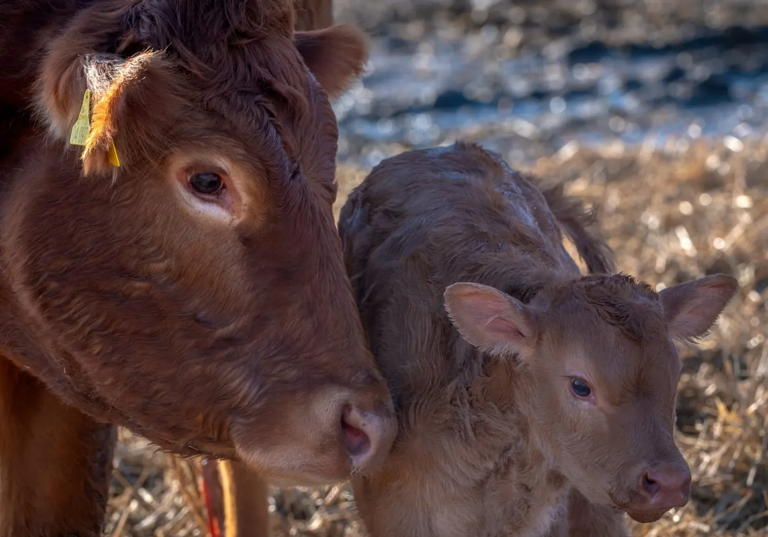 Bauer Zorn - Der Hofladen - Fleisch