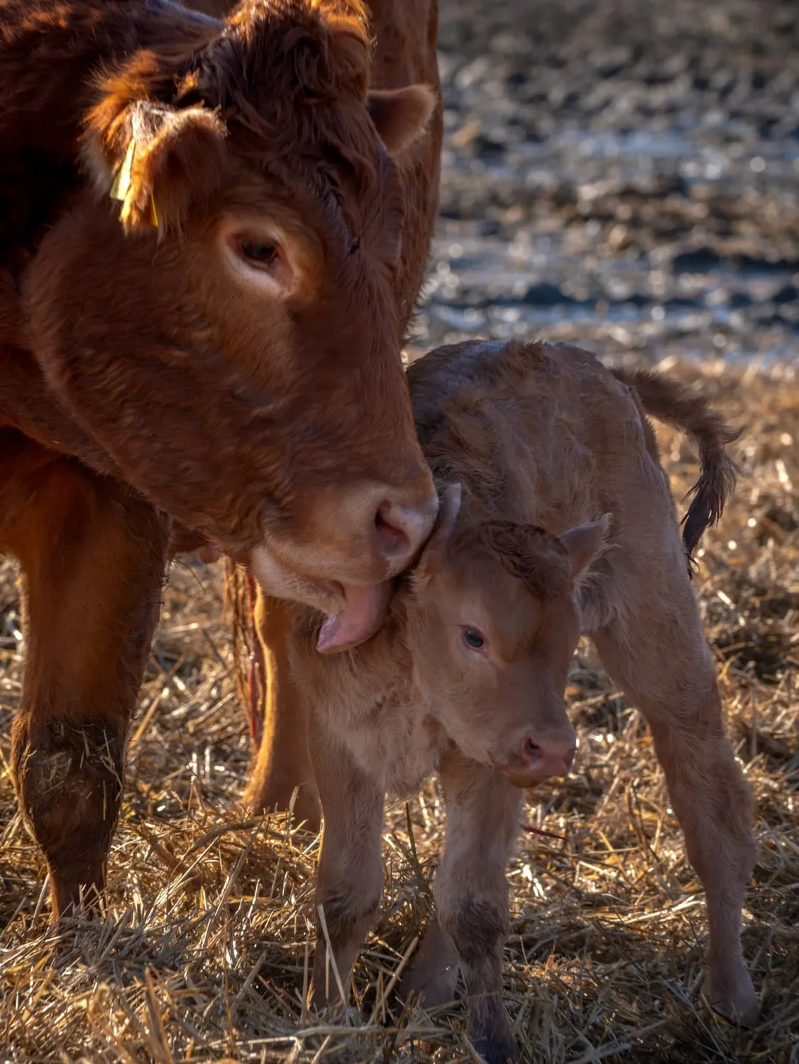 Bauer Zorn - Der Hofladen - Fleisch