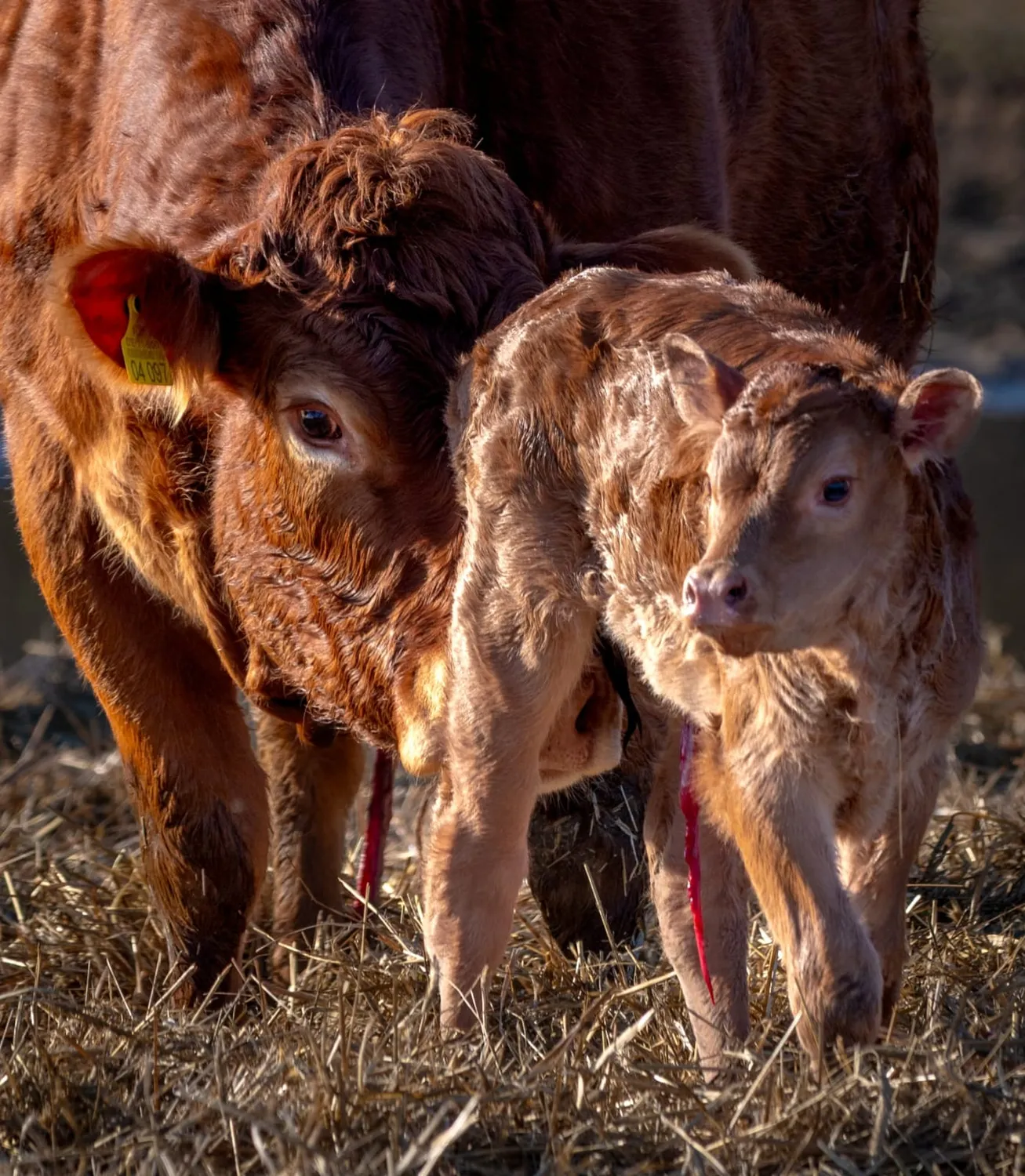 Bauer Zorn - Der Hofladen - Fleisch