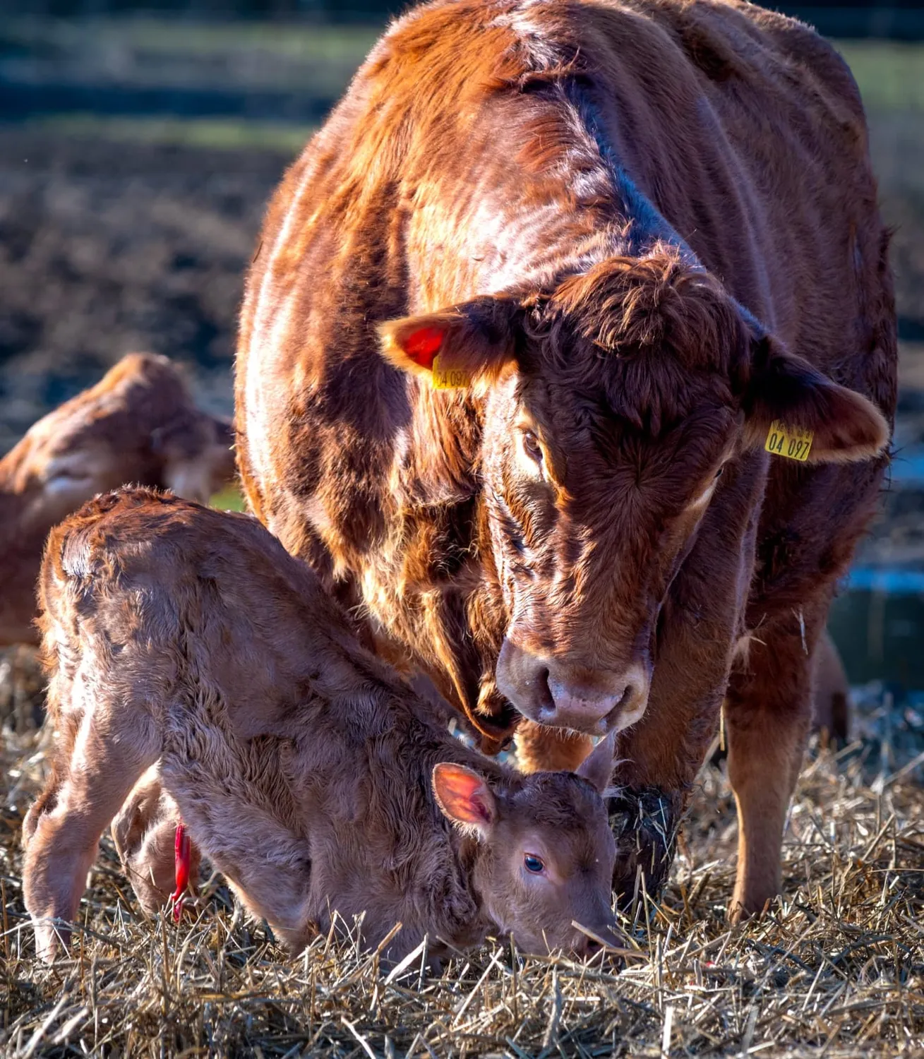 Bauer Zorn - Der Hofladen - Fleisch
