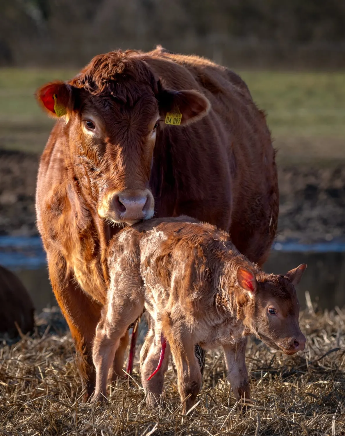 Bauer Zorn - Der Hofladen - Fleisch